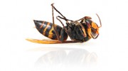 Lien Termite & Pest Control